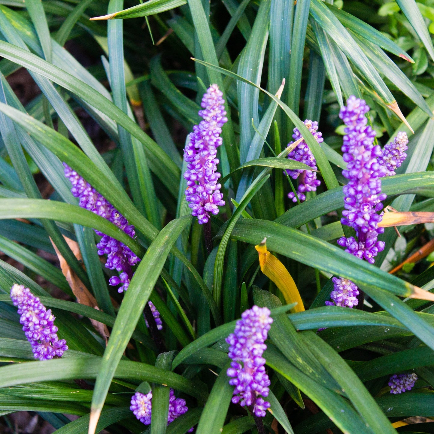 Liriope muscari 'Ingwersen'