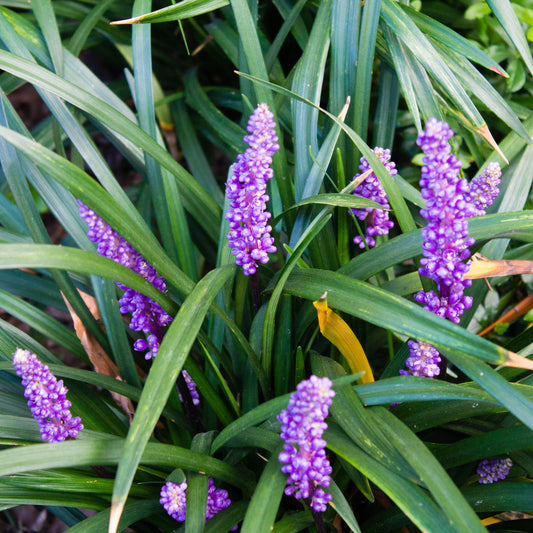 Liriope muscari 'Ingwersen'