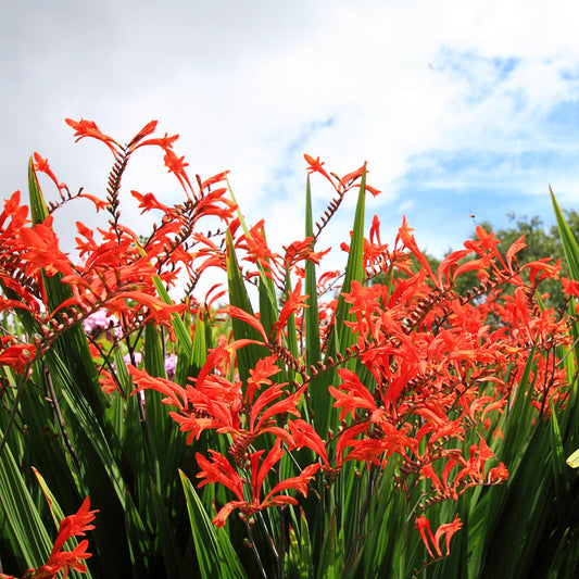 Crocosmia 'Lucifer'
