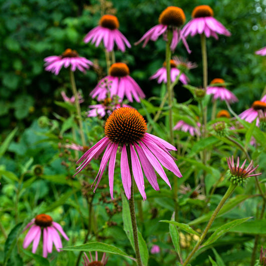 Echinacea purpurea