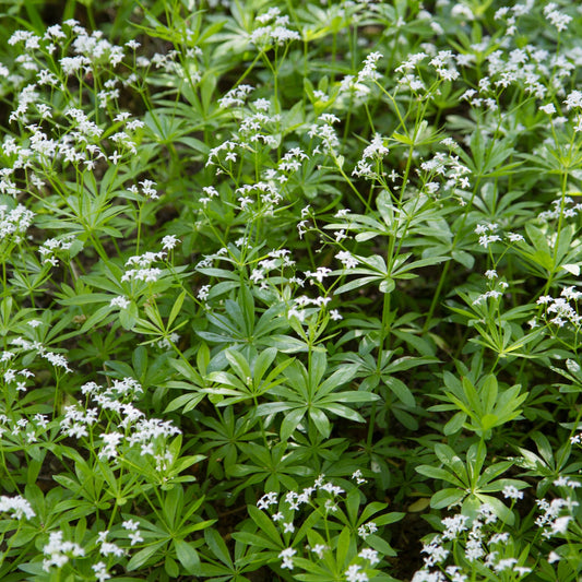 Galium odoratum