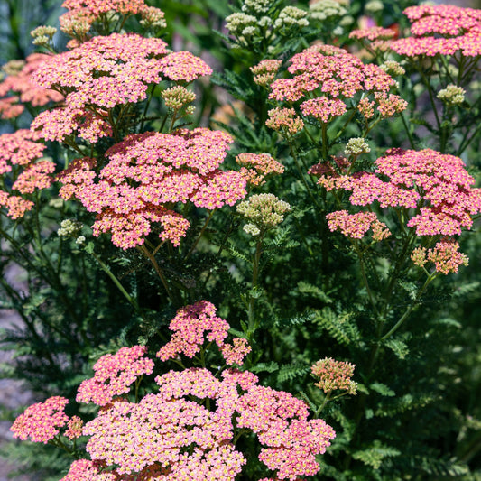 Achillea millefolium 'Apricot Delight'