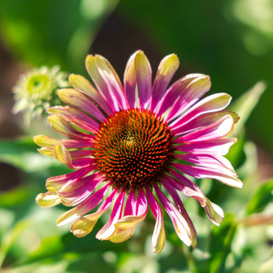 Echinacea purpurea 'Green Twister'