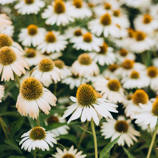 Echinacea purpurea 'White Swan'