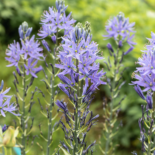 Camassia leichtlinii 'Caerulea'