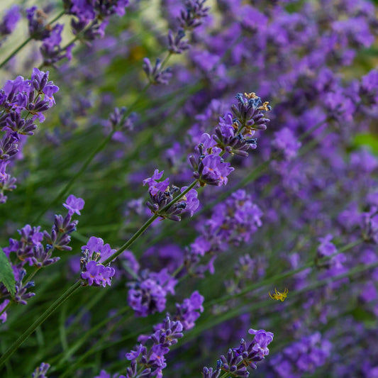Lavandula angustifolia 'Hidcote'