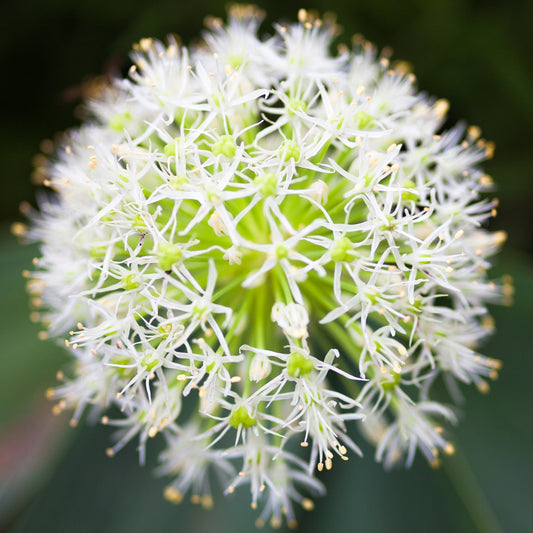 Allium 'Mount Everest'