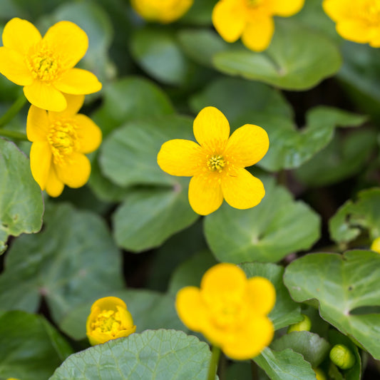 Caltha palustris