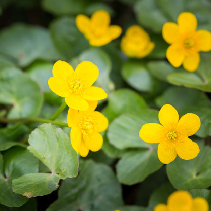 Caltha palustris