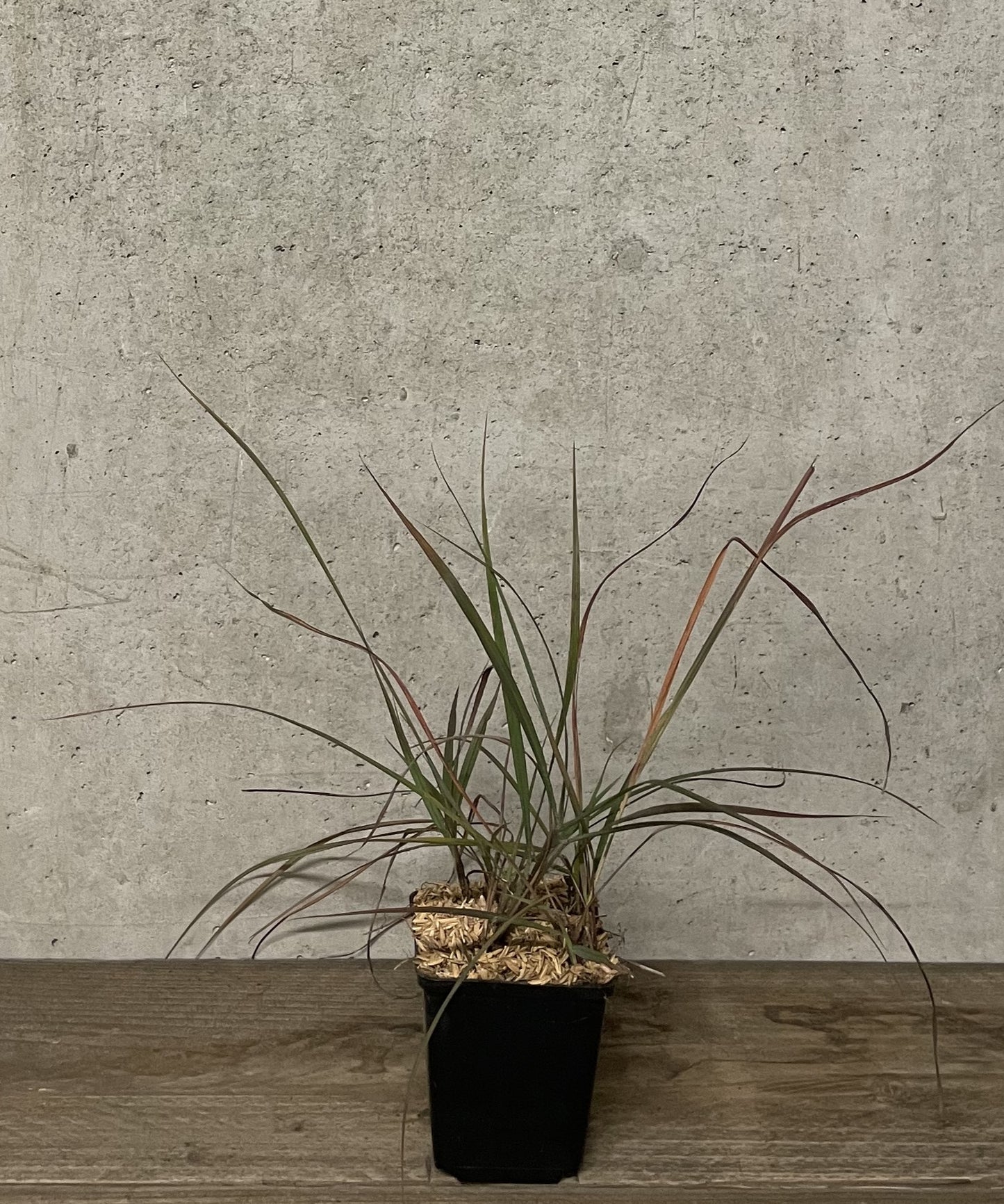 Andropogon gerardii 'Weinheim Burgundy'