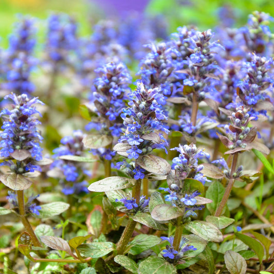 Ajuga reptans