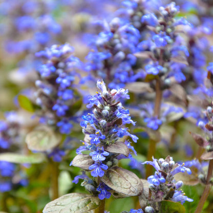 Ajuga reptans