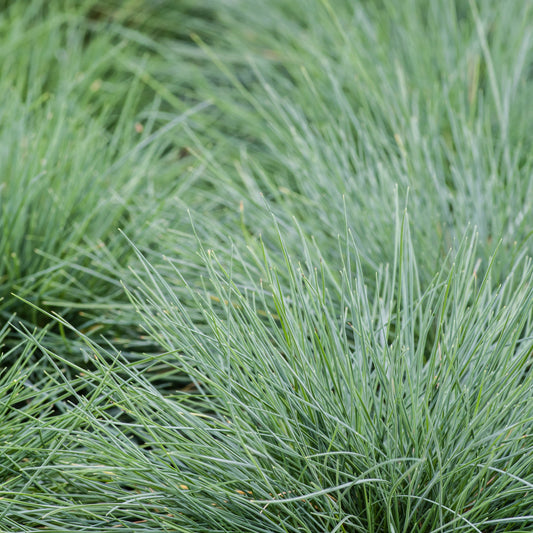 Festuca glauca