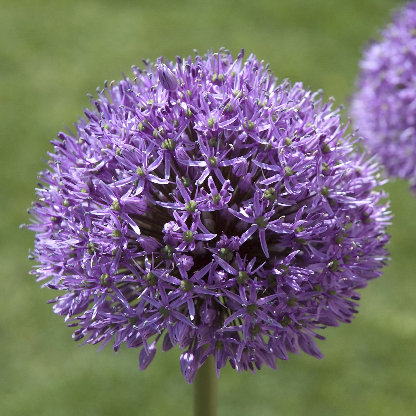 Allium 'Gladiator'