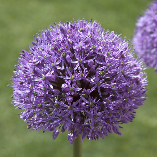 Allium 'Gladiator'