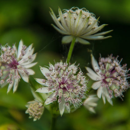 Astrantia major