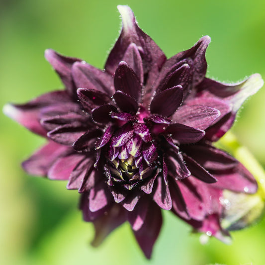 Aquilegia vulgaris 'Black Barlow'