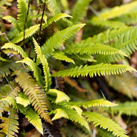 Blechnum spicant