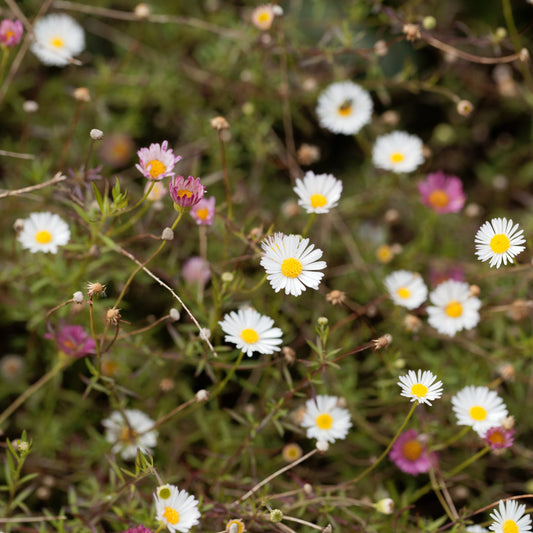 Erigeron karvinskianus