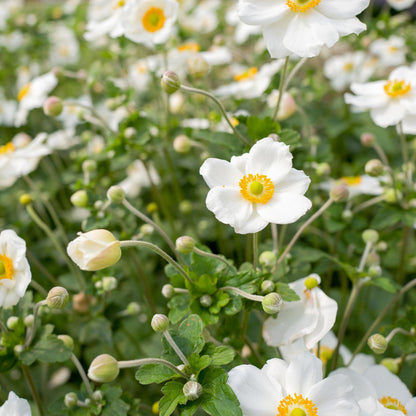 Anemone 'Honorine Jobert'