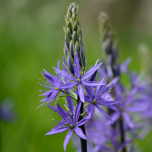 Camassia quamash