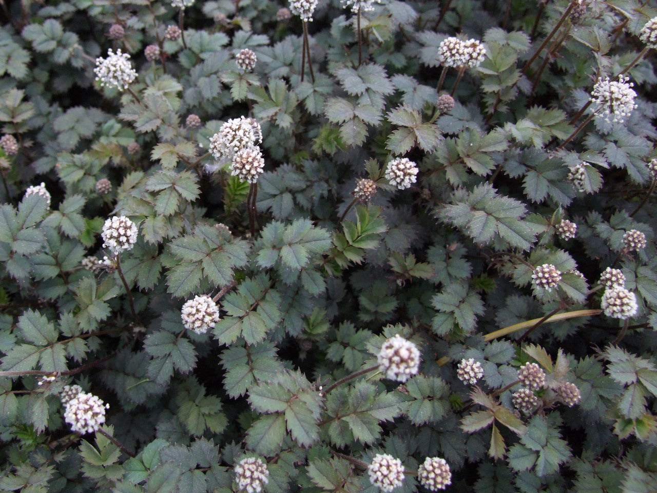 Acaena magellanica