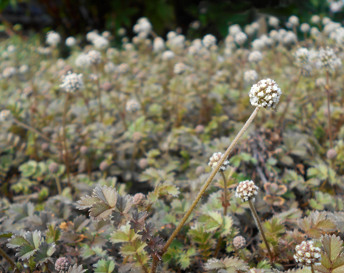 Acaena microphylla 'Dichte Matte'