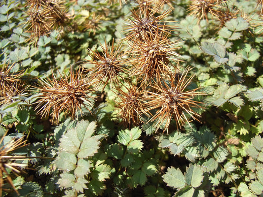 Acaena microphylla