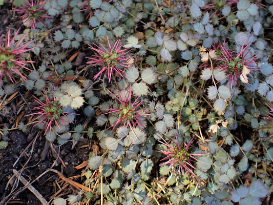 Acaena microphylla 'Kupferteppich'