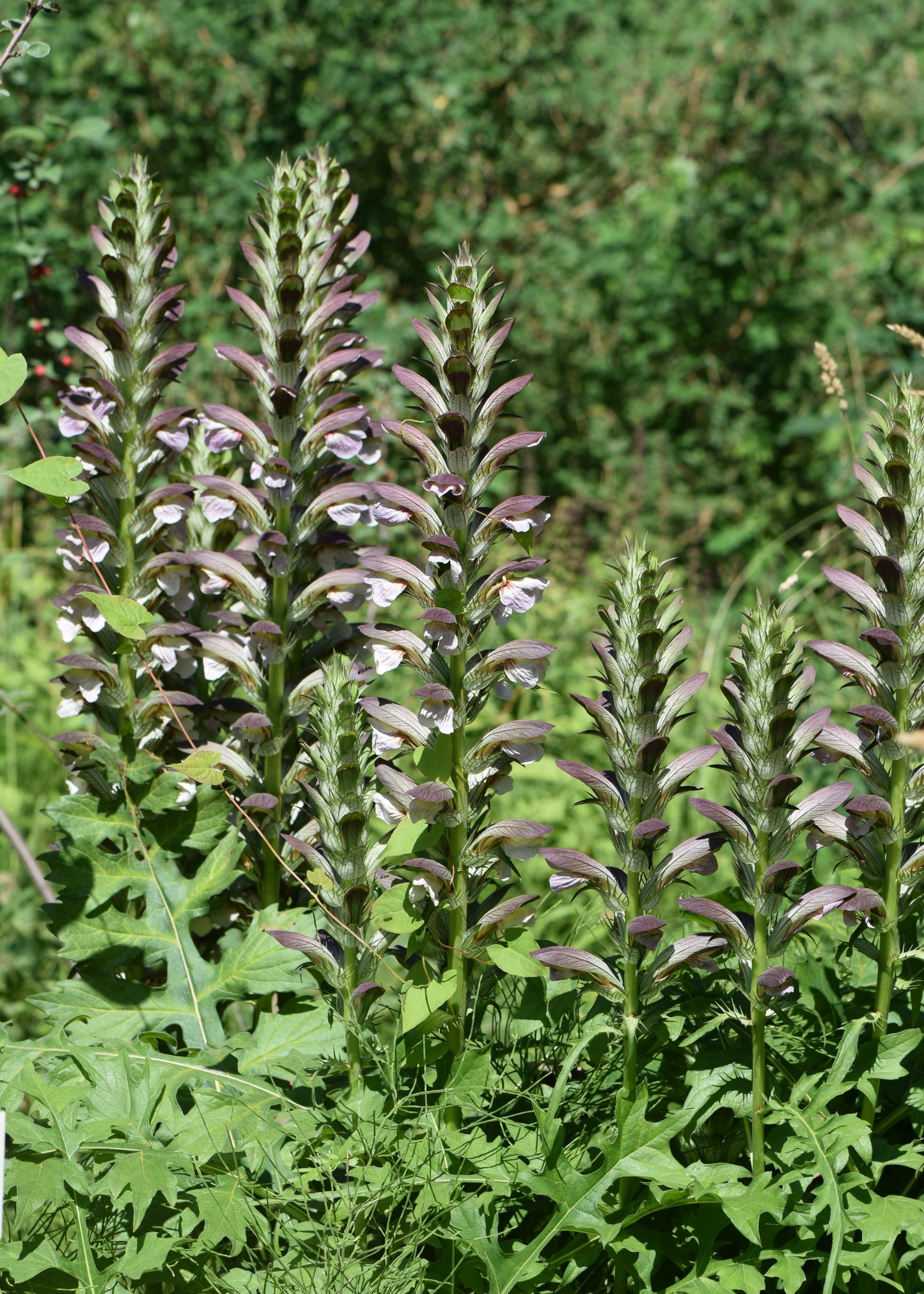 Acanthus hungaricus