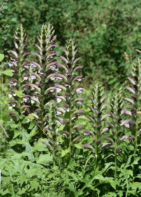 Acanthus hungaricus