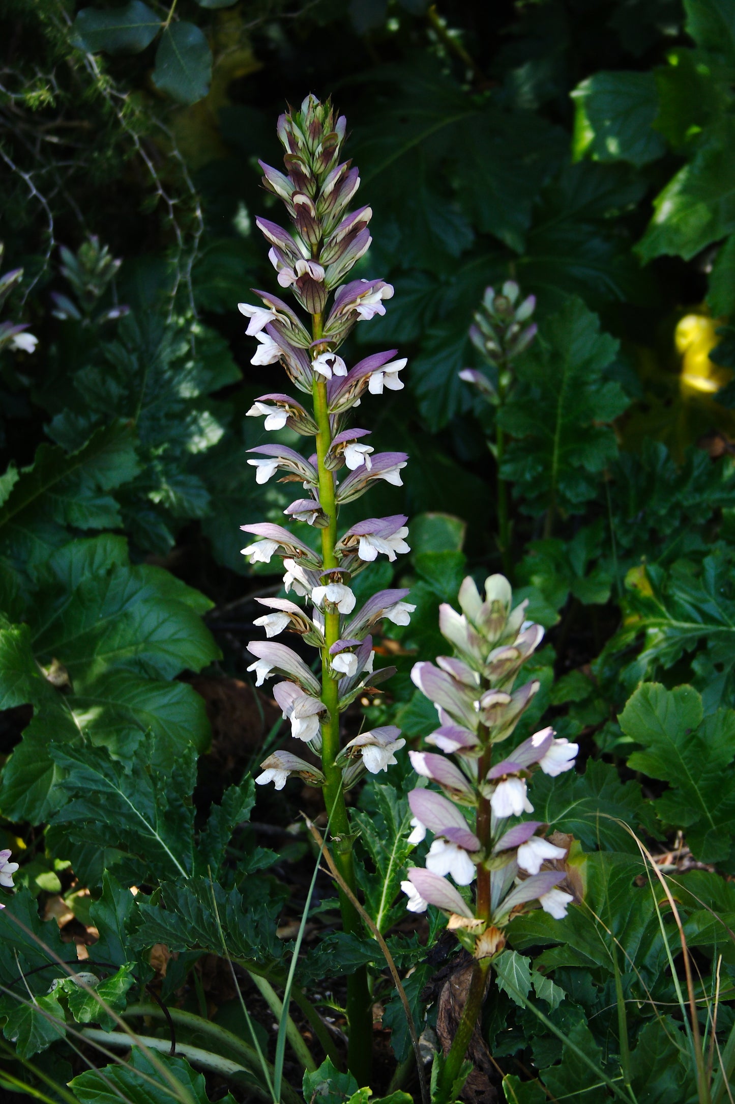 Acanthus hungaricus 'White Lips'