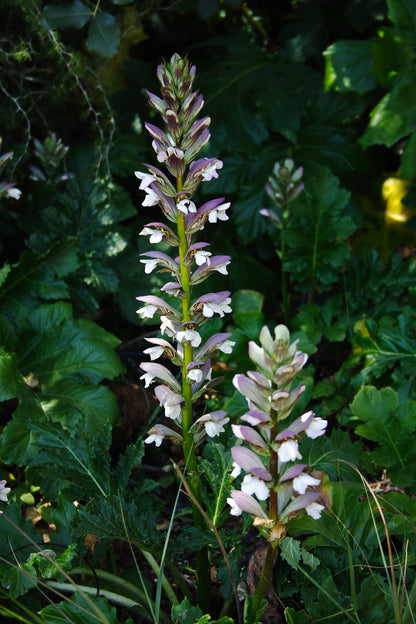 Acanthus hungaricus 'White Lips'