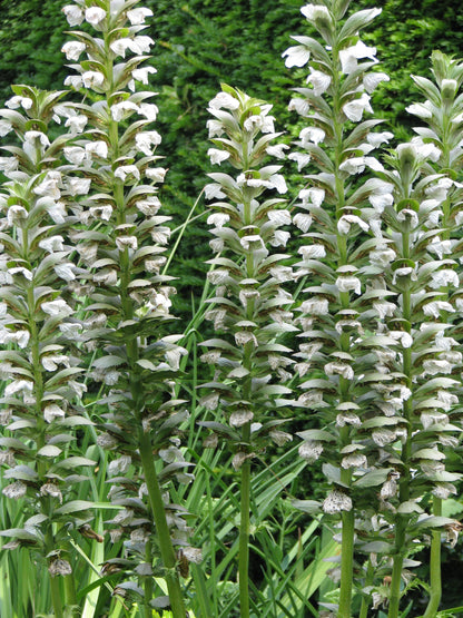 Acanthus mollis 'Jef Albus'