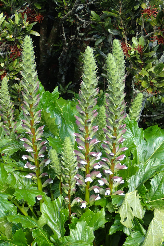 Acanthus mollis