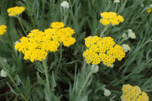 Achillea 'Moonshine'