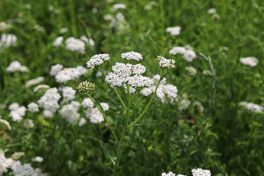 Achillea millefolium