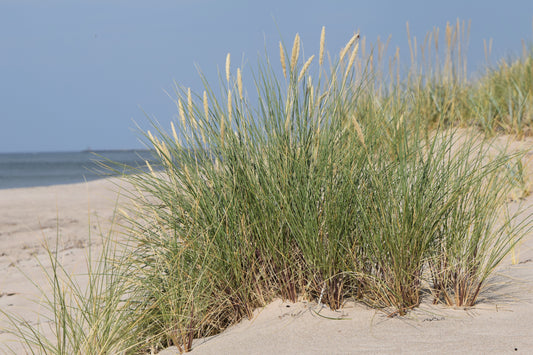 Ammophila arenaria