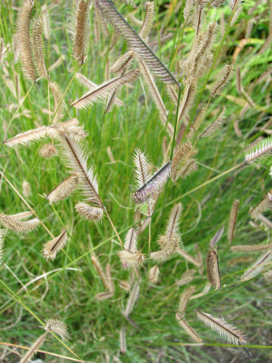 Bouteloua gracilis