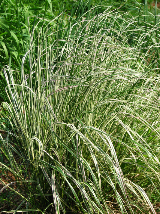 Calamagrostis acutiflora 'Overdam'