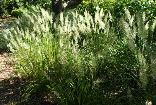 Calamagrostis arundinacea