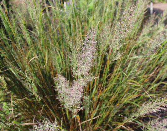 Calamagrostis brachytricha