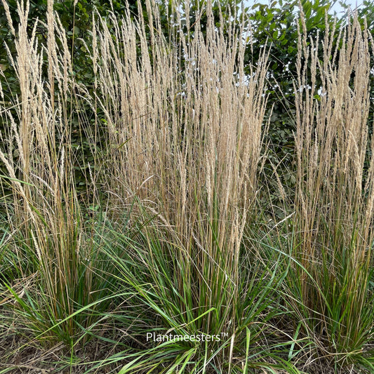 Calamagrostis acutiflora 'Karl Foerster'