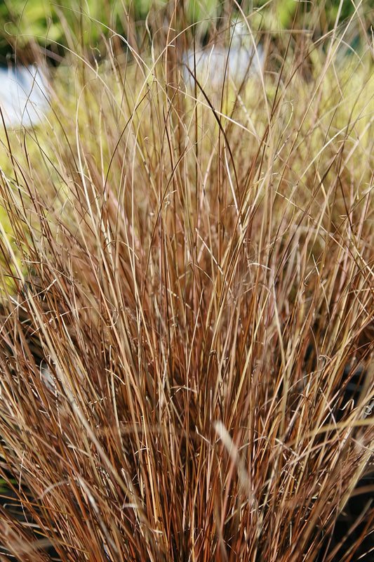 Carex buchananii