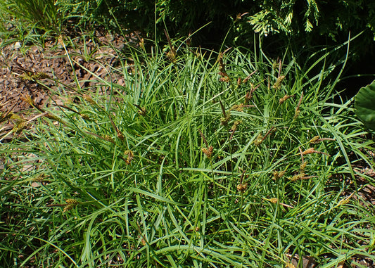 Carex caryophyllea 'The Beatles'