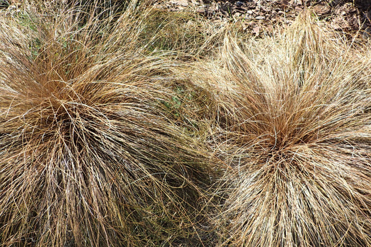 Carex comans 'Bronze Form'