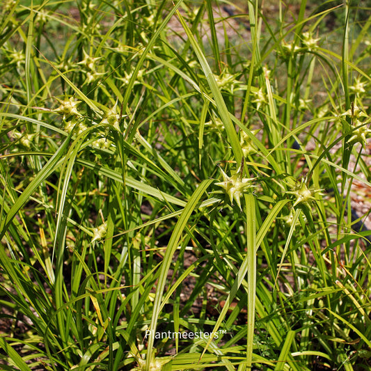 Carex grayi