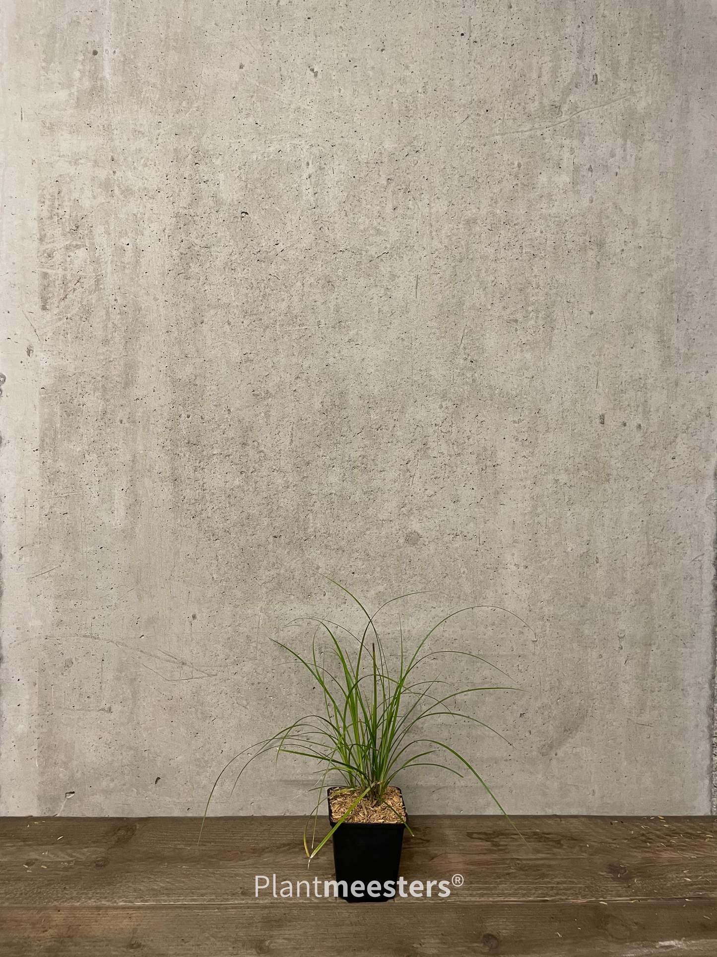 Carex lenta 'Osaka'