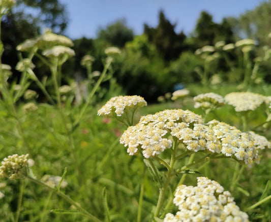 Achillea 'Alabaster'