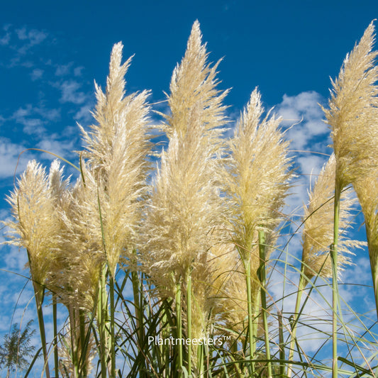 Cortaderia selloana